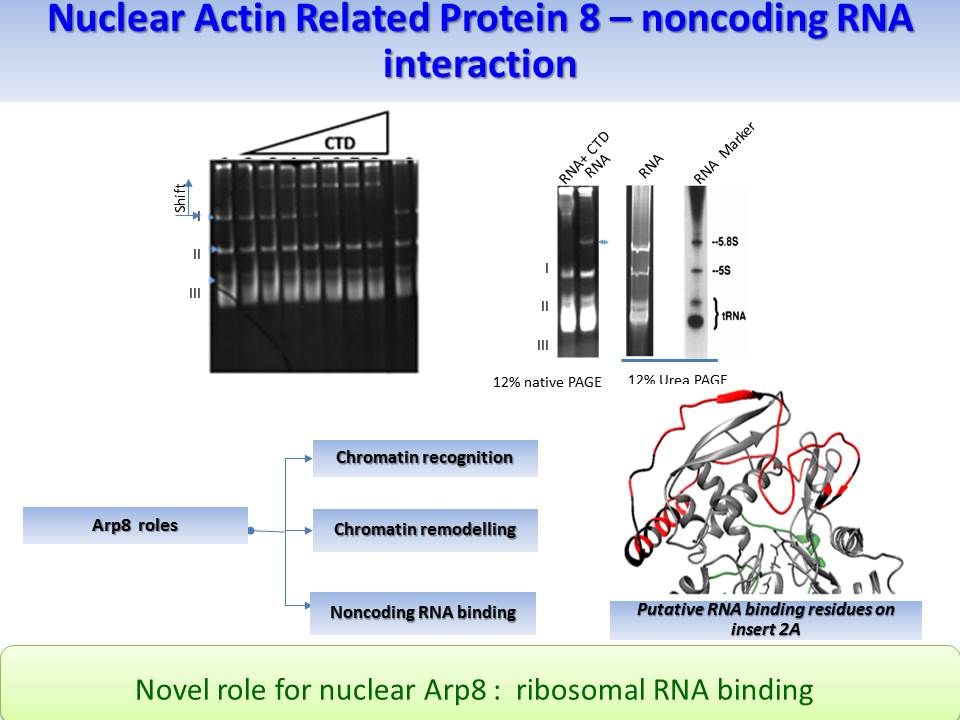 Nuclear Actin Related Protien 8 Noncoding RNA Interaction