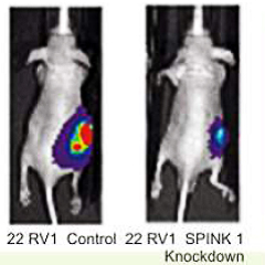 22 RV1 Control 22 RV1 Spink 1 Knockdown